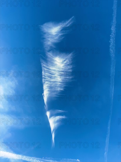 Feather cloud Cirrus Cirrus, ice cloud at high altitude, cloud image like seahorses, right and below condensation trails from aircraft, Germany, Europe