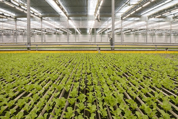 highly automated hydroponic farm which grows lettuce in a huge greenhouse, Revolution Farms, Caledonia, Michigan, USA, North America