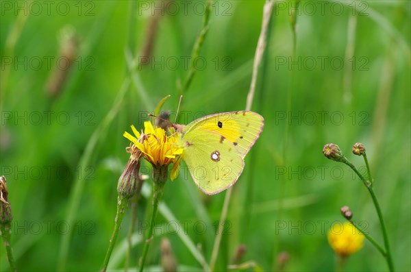 Dark clouded yellow