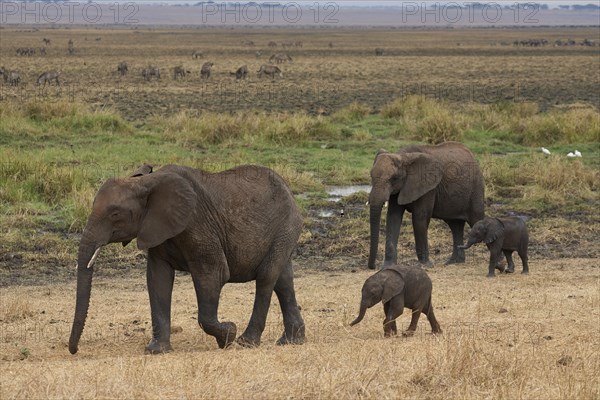 African elephants