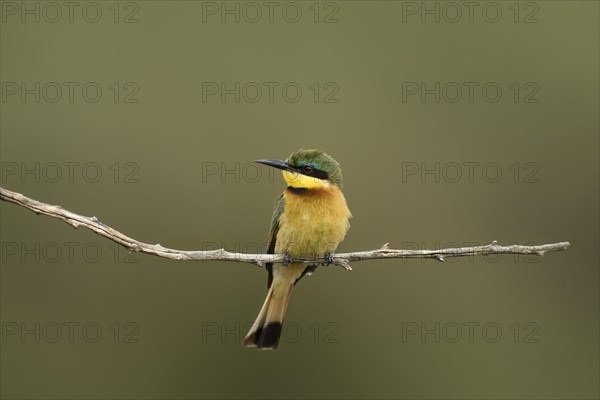 Little bee-eater