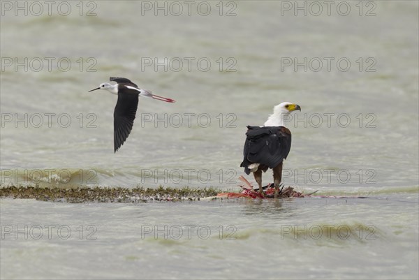 African Fish Eagle