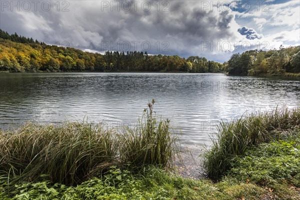 Holzmaar in the Volcanic Eifel, almost completely surrounded by forest, Maare, Maar, lake, nature reserve, Gillenfeld, Rhineland-Palatinate, Germany, Europe