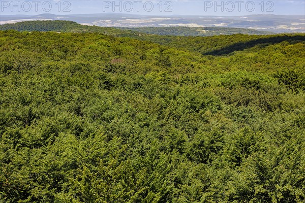 View of the treetops of a deciduous forest in Lower Saxony. Mackenrode, 28.06.2022, Mackenrode, Germany, Europe