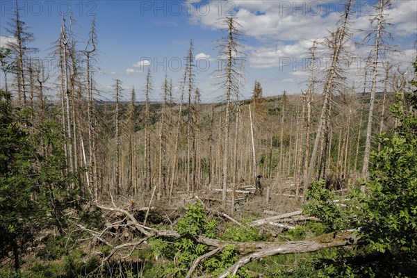 Symbolic photo on the subject of forest dieback in Germany. Spruce trees that have died due to drought and infestation by bark beetles stand in a forest in the Harz Mountains. Altenau, 28.06.2022, Altenau, Germany, Europe