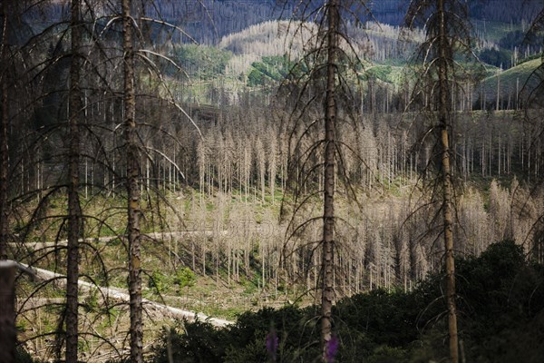 Symbolic photo on the subject of forest dieback in Germany. Spruce trees that have died due to drought and infestation by bark beetles stand in a forest in the Harz Mountains. Lerbach, 28.06.2022, Lerbach, Germany, Europe