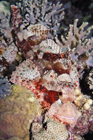 Bearded scorpionfish