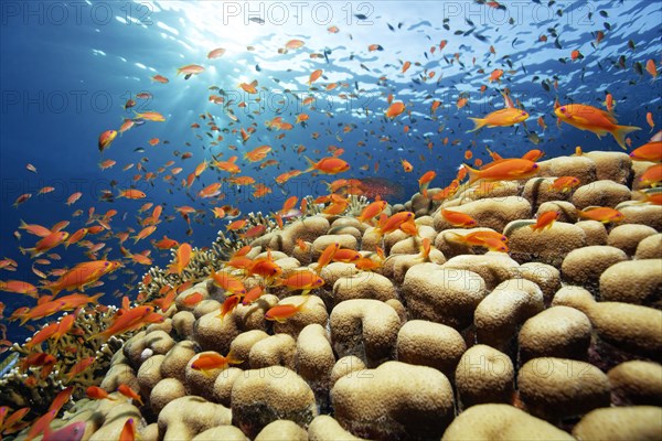 Shoal of red sea basslets