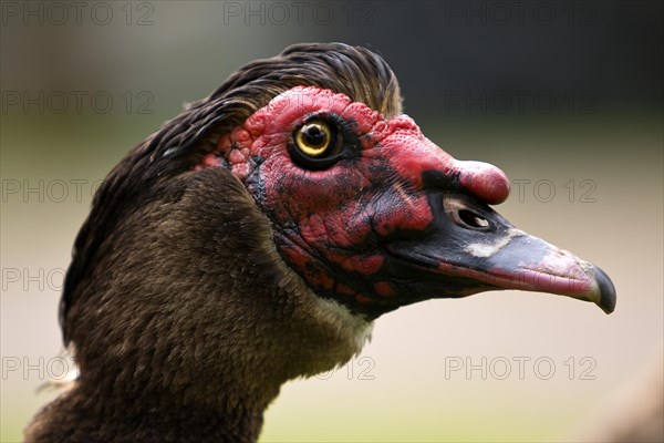 Portait Muscovy Duck