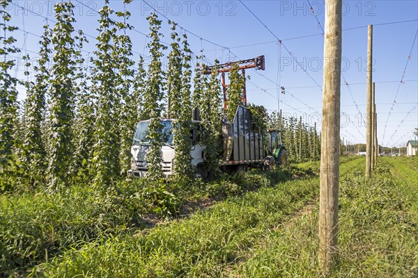 Baroda, Michigan, A Mexican-American crew harvests hops at Hop Head Farms in west Michigan. The red cutting machine cuts the ropes on which the hop vines have been growing, and workers then pull the vines onto the a truck