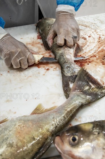 East Peoria, Illinois, Workers at Sorce Freshwater process and package silver carp