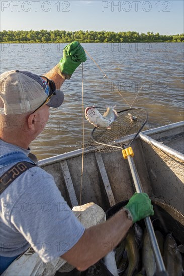 Peoria, Illinois, Dave Buchanan fishes for catfish on the Illinois River. He uses a trotline--a long line from which a hundred or more baited hooks are hung. Buchanan is a member of the Midwest Fish Co-op