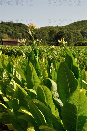 Tobacco field in Dordogne