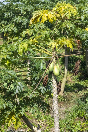 Cariari, Costa Rica, Papayas