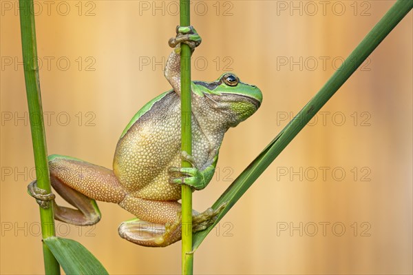 European tree frog