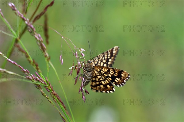 Latticed heath