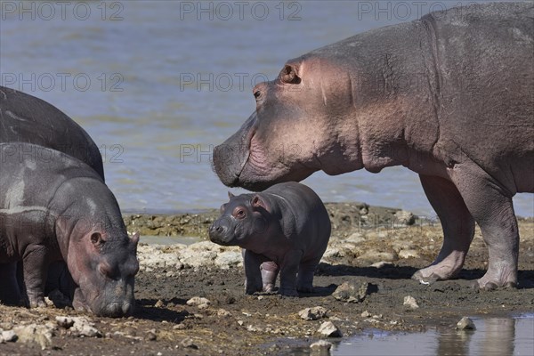 Hippos