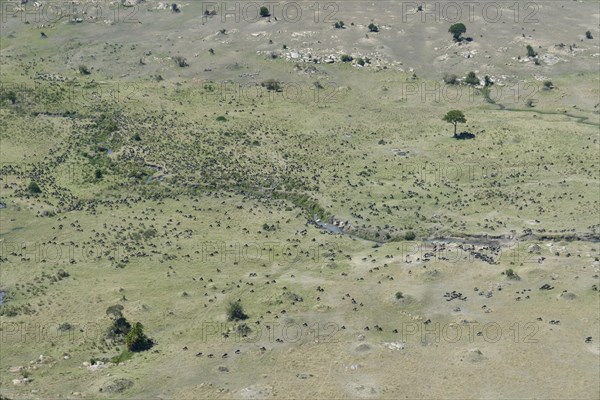 Aerial view, white-bearded wildebeest