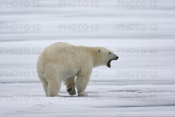 Polar bear