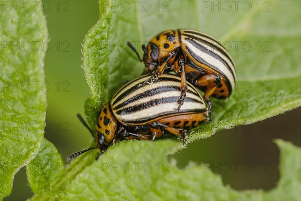Two Colorado potato beetles sitting on the leaf of a potato plant. Berlin, 09.06.2022, Berlin, Germany, Europe