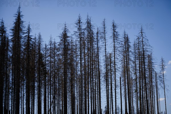 Symbolic photo on the subject of forest dieback in Germany. Spruce trees that have died due to drought and infestation by bark beetles stand in a forest in the Harz Mountains. Altenau, Altenau, Germany, Europe