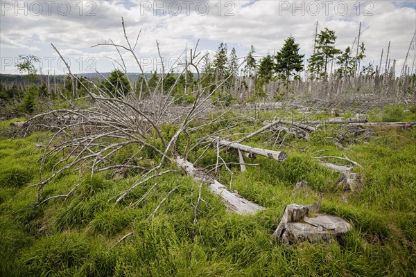 Symbolic photo on the subject of forest dieback in Germany. Spruce trees that have died due to drought and infestation by bark beetles stand in a forest in the Harz Mountains. Torfhaus, 28.06.2022, Torfhaus, Germany, Europe
