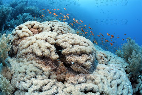 Bubble coral