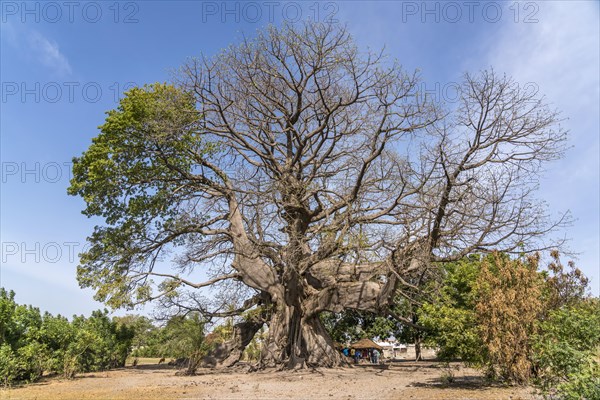 Huge ancient kapok tree in Missirah, Sine Saloum Delta, Senegal, West Africa, Africa