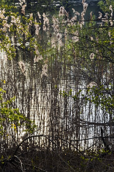 Nature reserve on the Grietherort and Bienener Altrhein, pampas grass