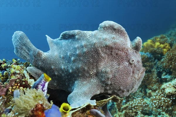 Giant frogfish