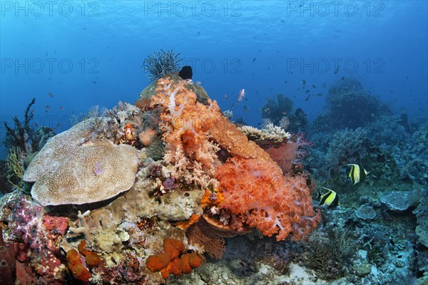 Left Acropora hard coral