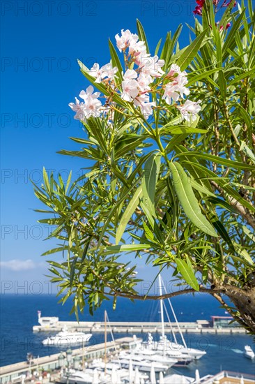 White and pink oleanders, marina, Monte Carlo, Principality of Monaco