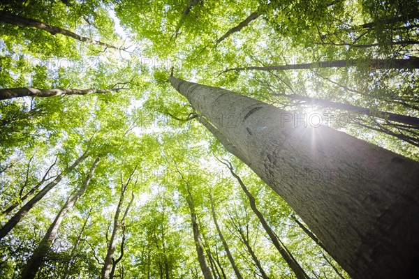 View into a deciduous forest in Lower Saxony. Mackenrode, 28.06.2022, Mackenrode, Germany, Europe