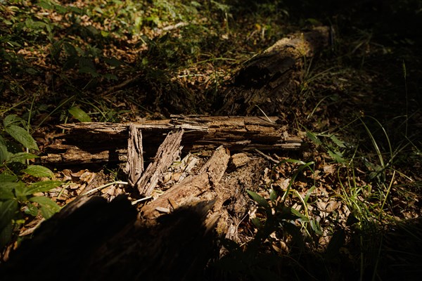 Deadwood lying in a deciduous forest in Lower Saxony. Mackenrode, 28.06.2022, Mackenrode, Germany, Europe