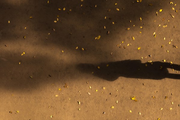 A shadow of a woman looms between leaves on a path, taken in Potsdam, Potsdam, Germany, Europe