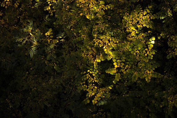 Colourful leaves, taken in Potsdam, Potsdam, Germany, Europe