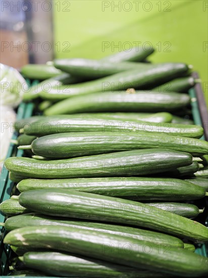 Snake cucumbers, fresh green cucumbers, Radevormwald, 08.06.2022. Radevormwald, Germany, Europe
