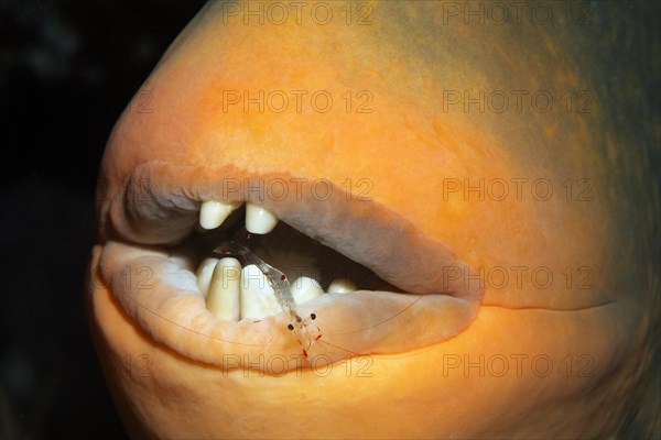 Mouth, teeth, yellow triggerfish