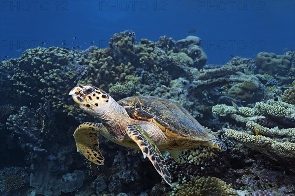 Hawksbill sea turtle