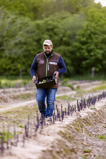 Farmer during harvest, purple or violet asparagus, rare variety from Italy, Rheurdt, North Rhine-Westphalia, Germany, Europe