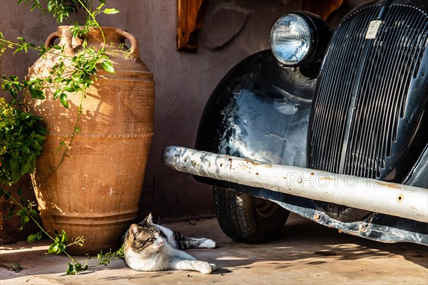 Cat with vintage car, old oil mill, Archangelos, Rhodes, Greece, Europe