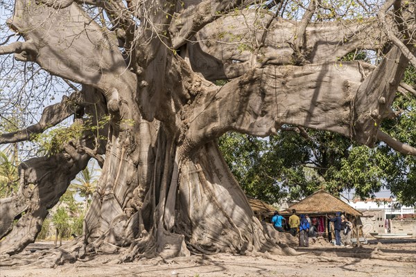 Huge ancient kapok tree in Missirah, Sine Saloum Delta, Senegal, West Africa, Africa