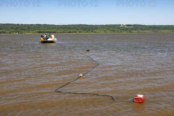 Fishermen on the Illinois River use gillnets to harvest invasive Asian carp, mostly the silver carp