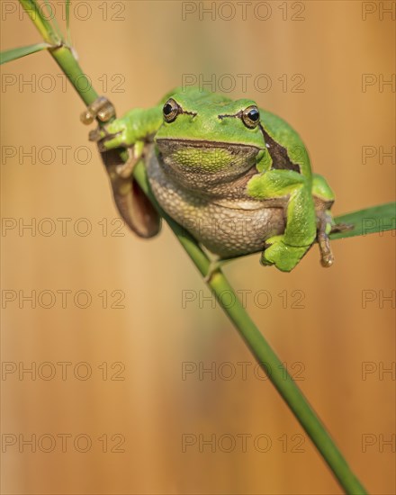 European tree frog