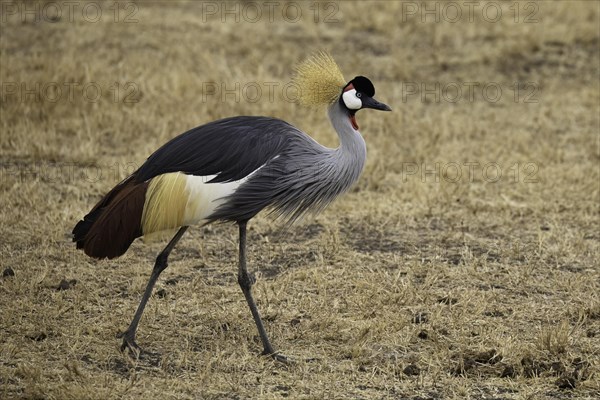 Grey-necked Crowned Crane