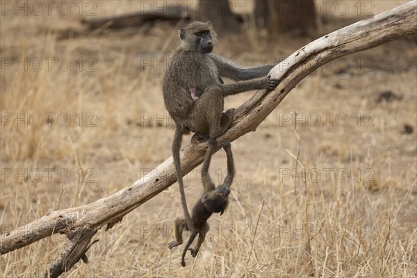 Olive baboon