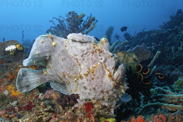 Giant frogfish