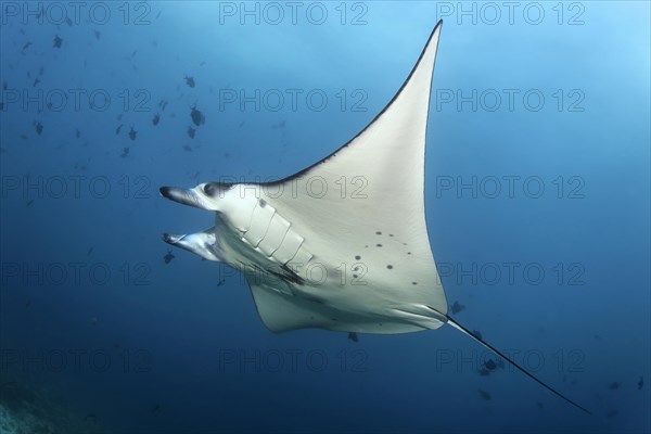 Reef manta ray