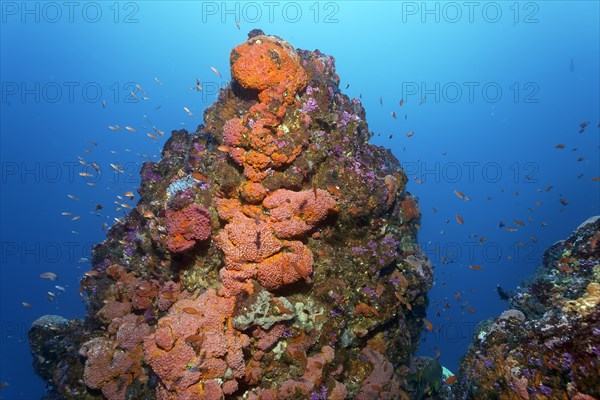 Coral reef, coral block with colony of orange cup coral