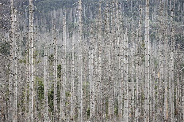 Symbolic photo on the subject of forest dieback in Germany. Spruce trees that have died due to drought and infestation by bark beetles stand in a forest in the Harz Mountains. Torfhaus, Torfhaus, Germany, Europe